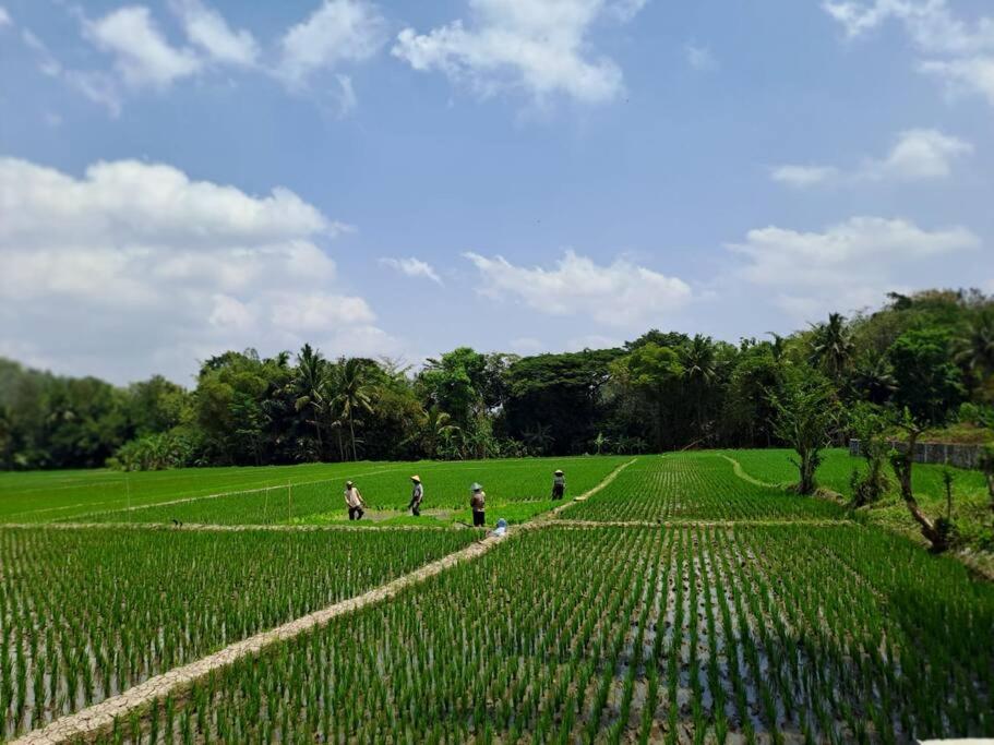 Wonderful Felice * Yogyakarta